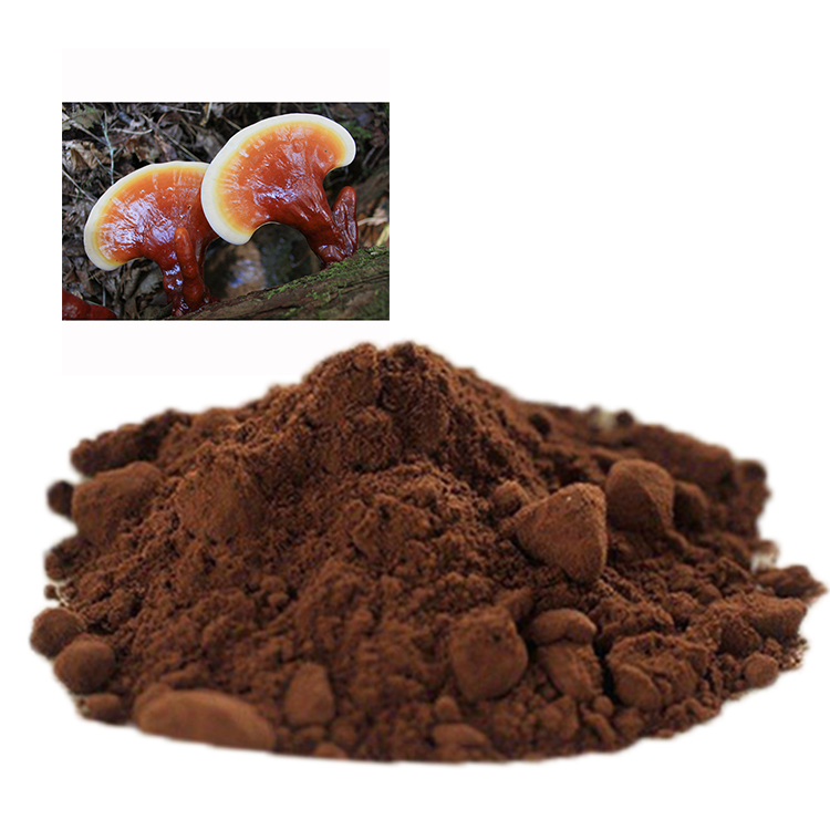 Lingzhi Coffee 3 in 1 Cordyceps Arabica with Chaga Mushroom Water Extracted Powder Packaged in Bag or Drum